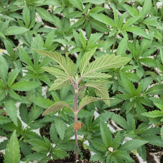 Coltivazione estesa di cannabis