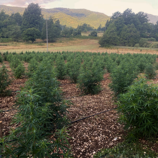 Radici Farm: Coltivazione Sostenibile di Cannabis nei Nostri Campi Incontaminati