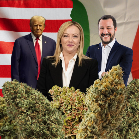 Cannabis: Florida Pronta alla Svolta con Trump, mentre l'Italia Resta Intrappolata nelle Politiche Repressive di Meloni e Salvini