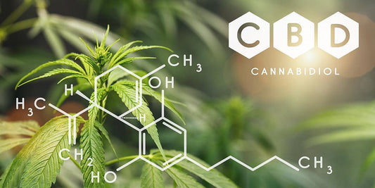 Che cos'è il CBD? - Radici Farm