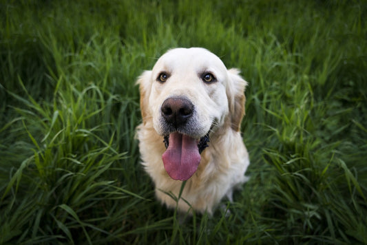 Cani e CBD: un connubio vincente per il benessere!